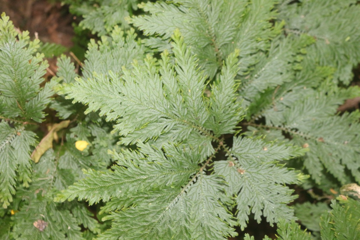 Selaginella haematodes (Kunze) Spring